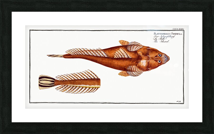 Shovel Platycephalus Spathula Picture Frame print