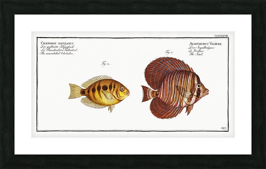 1. Sail Acanthurus Velifer 2. Maculated Chetodon Chaetodon maculatus Picture Frame print