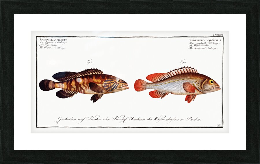 1. Bordered Wall-eye Epinephelus marginalis 2. Brown Wall-eye Epinephelus bruneus Picture Frame print