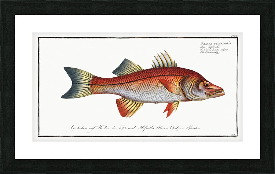 Eleven-ray Sciaena undecimalis Picture Frame print