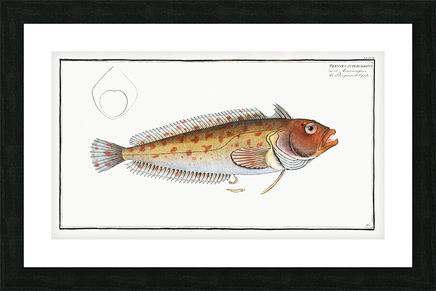 Blennius superciliosus Picture Frame print