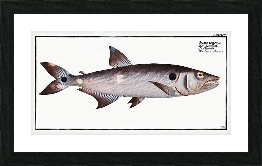 Sickle-Salmon Salmo falcatus Picture Frame print