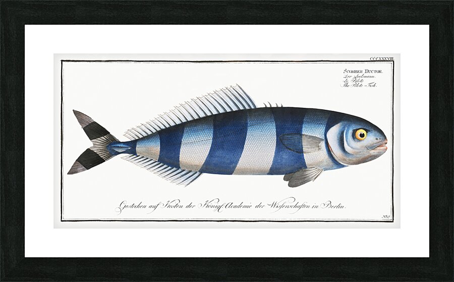 Pilote-Fish Scomber Ductor Impression et Cadre photo