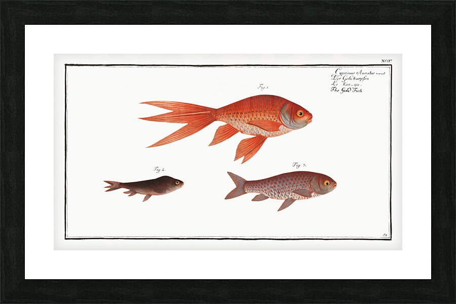 Gold-Fish Cyprinus Auratus Picture Frame print