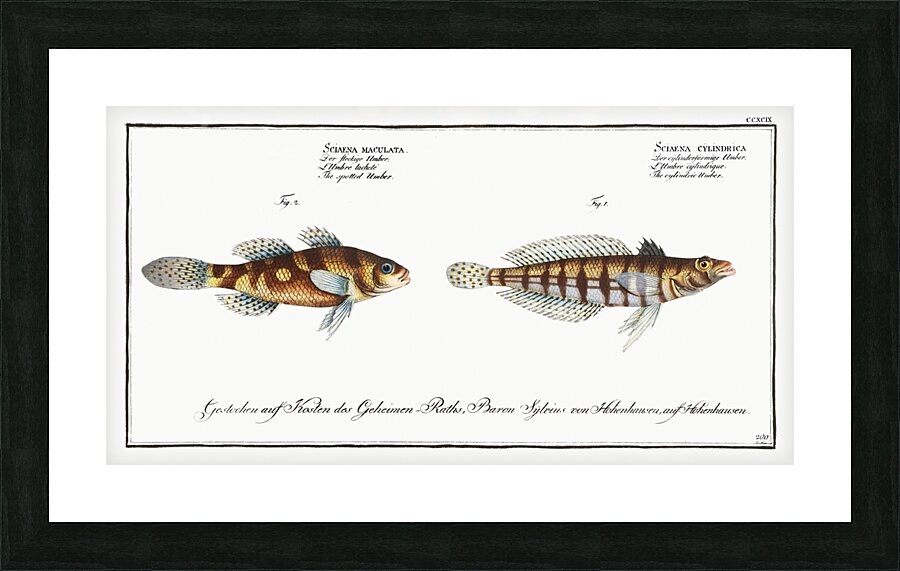 1. Cylindric Umber Sciaena cylindrica 2. Spotted Umber Sciaena maculata Picture Frame print
