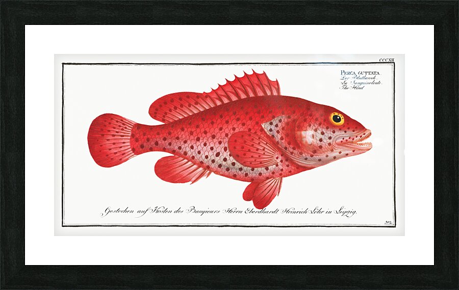 Hind Perca Guttata Picture Frame print