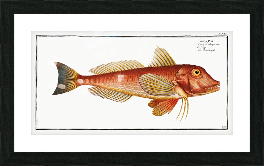 Pine-bough Trigla Pini Picture Frame print