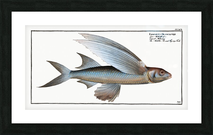 Middle-Pinned Flying-Fish Exocoetus Mesogaster Picture Frame print