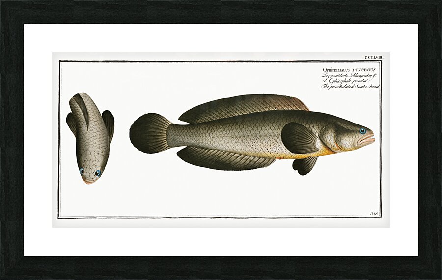 Punctulated Snake-head Ophicephalus punctatus Picture Frame print