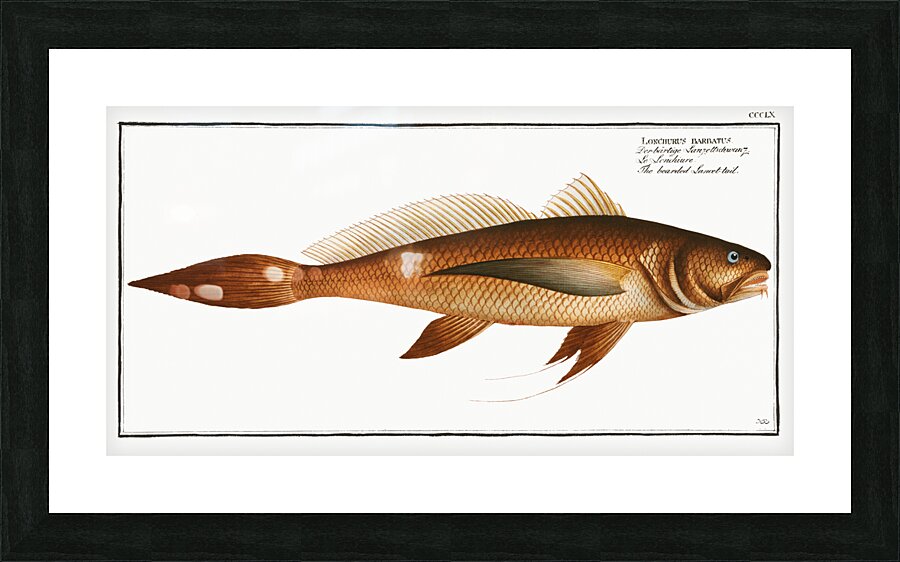 Bearded Lancet-tail Lonchurus barbatus Picture Frame print