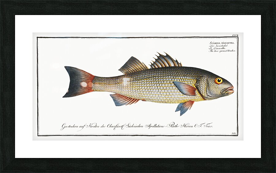 Two-spined Umber Sciaena diacantha Picture Frame print
