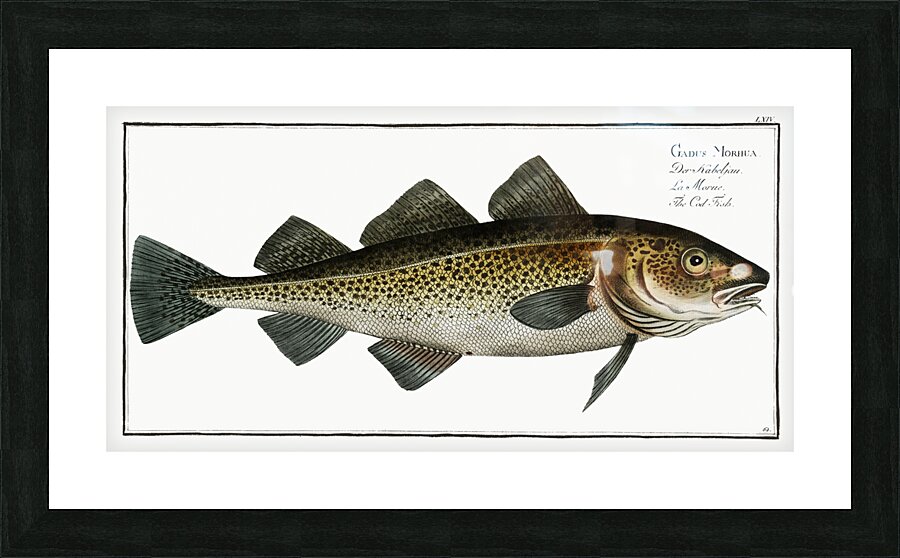 Cod Fish Gadus Morhua Picture Frame print