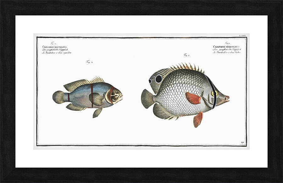 1. Chaetodon bimaculatus 2. Chaetodon biaculeatus Picture Frame print