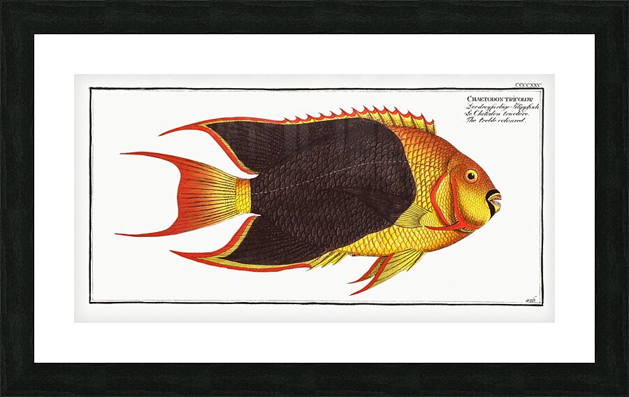 Treble-coloured Chaetodon tricolor Picture Frame print