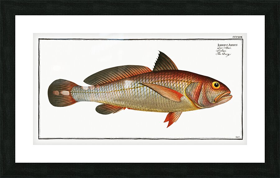 Aney Johnius Aneus Picture Frame print