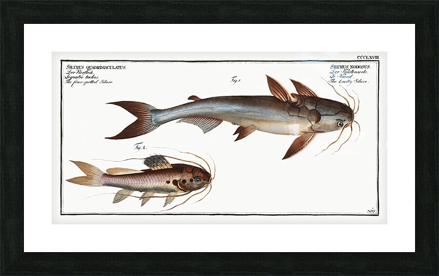 1. Knotty Silure Silurus Nodosus 2. Four spotted Silure Silurus Quadrimaculatus Picture Frame print
