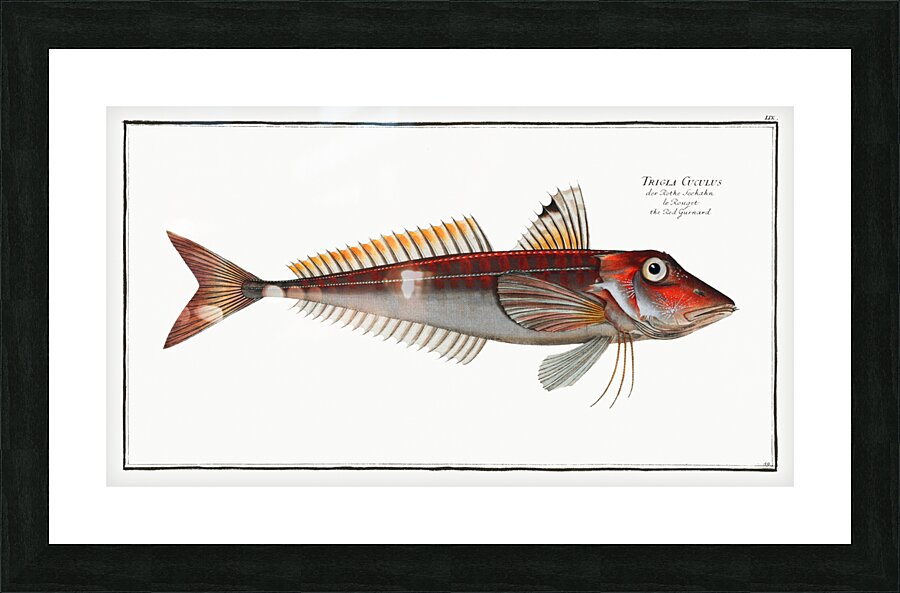 Red Gurnard Trigla Cuculus Picture Frame print
