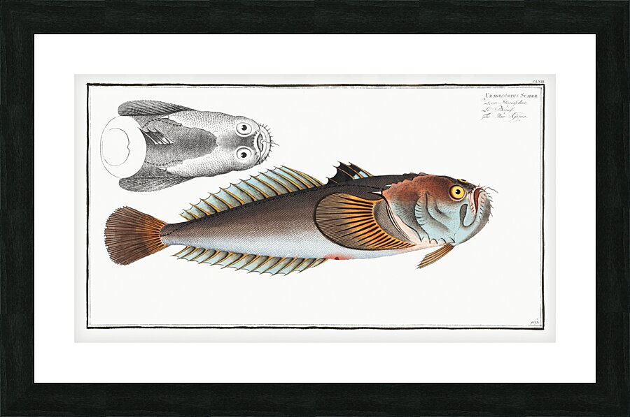 Star-Gazer Uranoscopus Scaber Picture Frame print