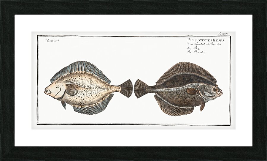 Flounder Pleuronectes Flesus Picture Frame print