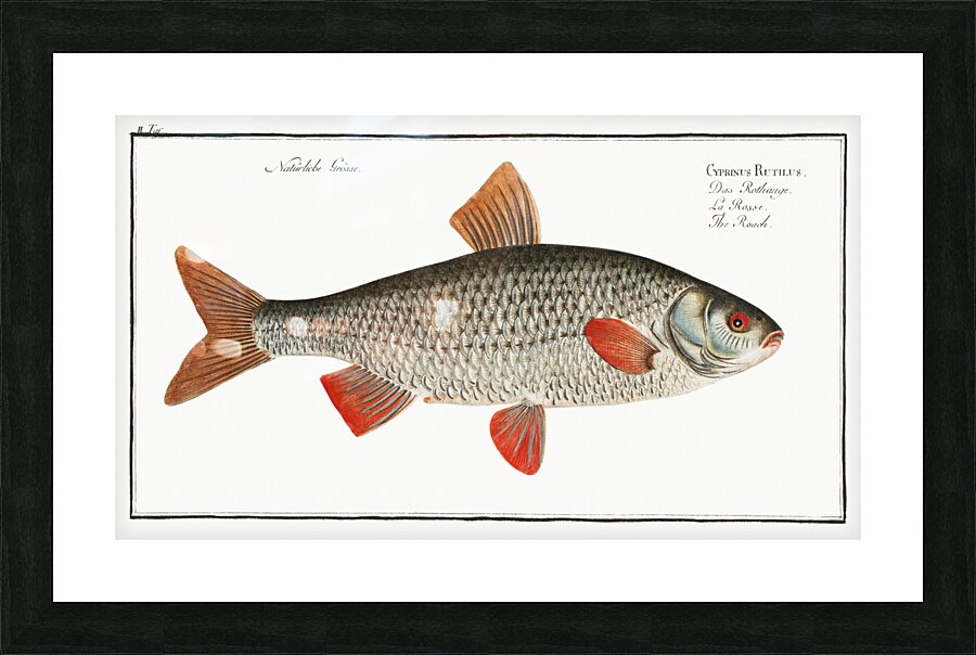 Roach Cyprinus Rutilus Picture Frame print