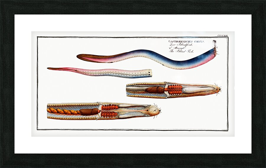 Blind-Fish Gastrobranchus coecus Picture Frame print