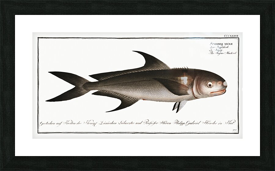Negro-Mackrel Scomber niger Picture Frame print