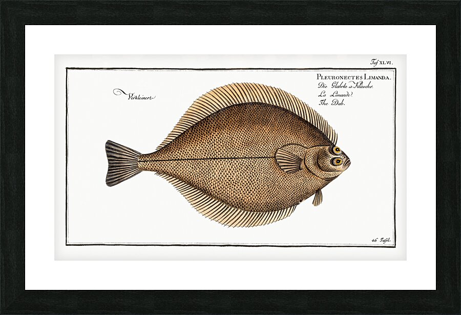Dab Pleuronectes Limanda Picture Frame print