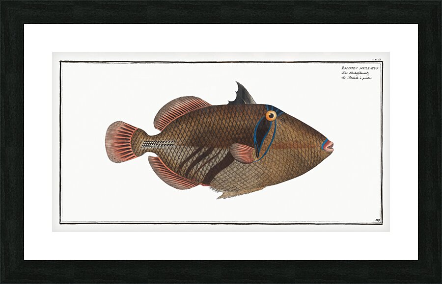 Balstes aculeatus Picture Frame print