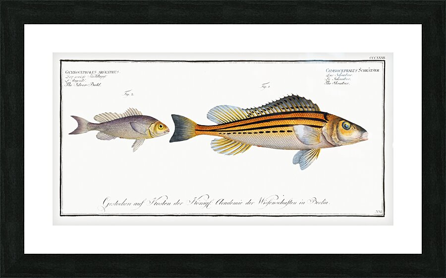 1. Schratser Gymnocephalus Schratser 2. Siver-Bald Gymnocephalus argenteus Picture Frame print
