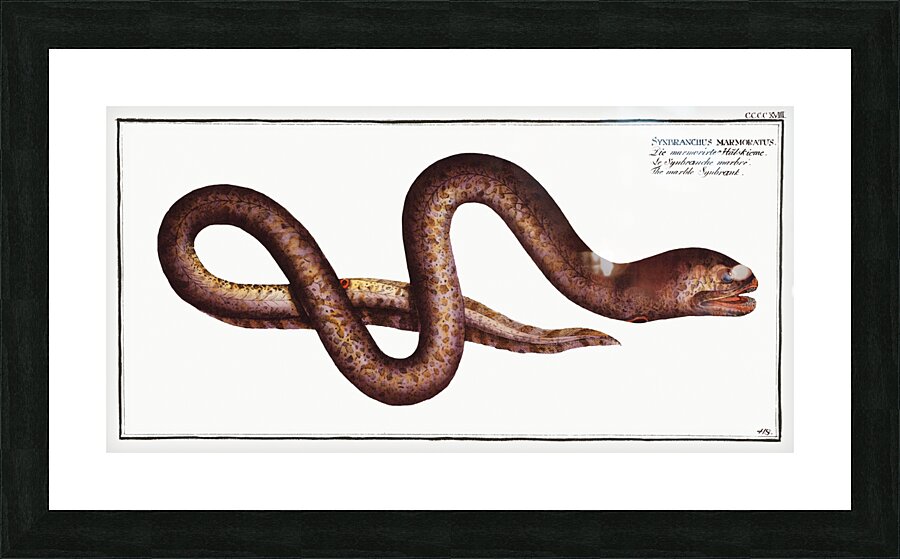 Marble Synbrant Synbranchus marmoratus Picture Frame print