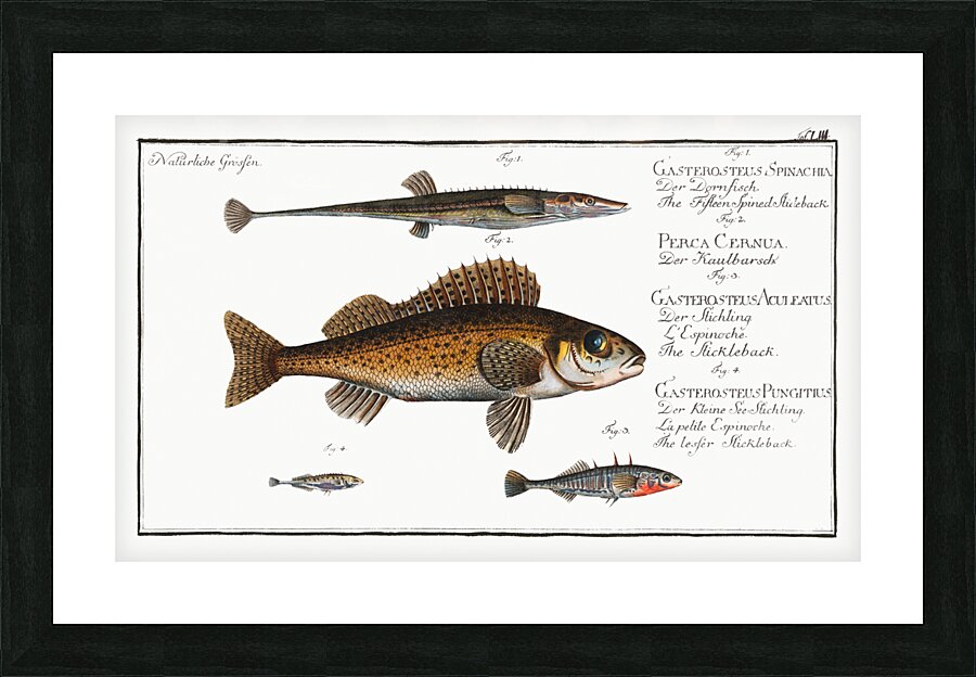1. Fifteen-Spined Stickleback Gasterosteus Spinachia 2. Ruffe Perca Cernua 3. Stickleback Gasterosteus Aculeatus 4. lesser Stickleback Gasterosteus Pungitius Picture Frame print