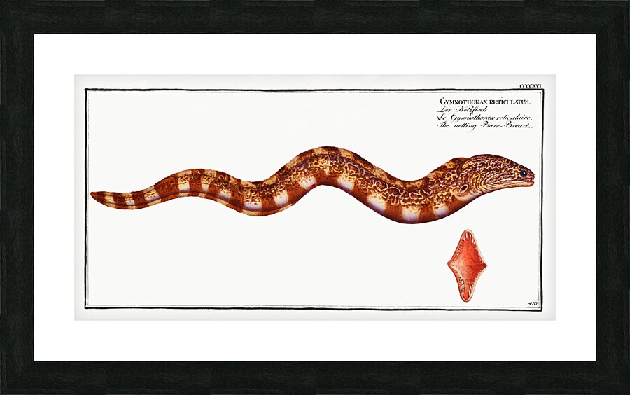 Netting Bare-Breast Gymnothorax reticulatus Picture Frame print