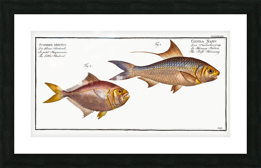 1. Nose-Herring Clupea Nasus 2. Little Mackrel Scomber minutus Picture Frame print