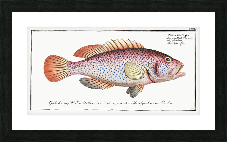 Negro-fish Perca punctata Picture Frame print