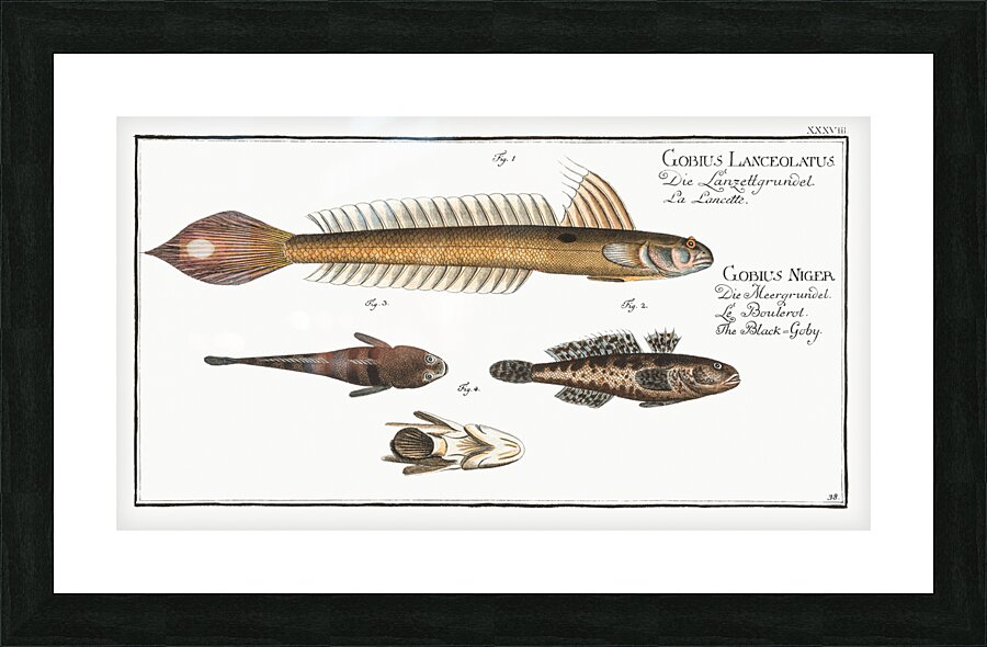 1. 4. Lancet-Goby Gobius Lanceolatus 2. 3. Black Goby Gobius Niger Picture Frame print