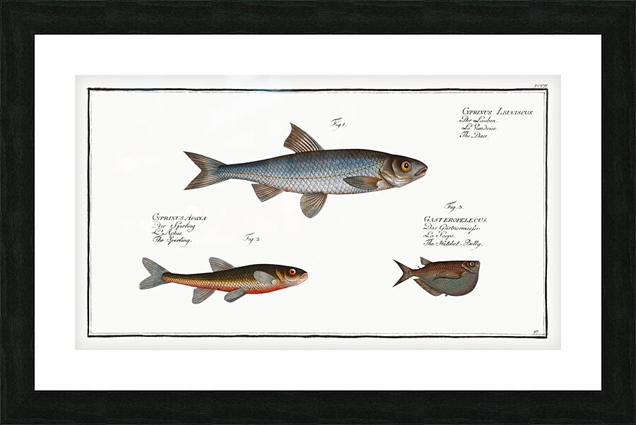 1. Dace Cyprinus Leuciscus 2. Spirling Cyprinus Aphya 3. Hatchet-Belly Gasteropelecus Picture Frame print