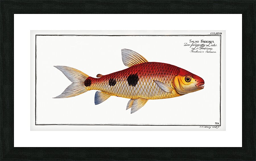 Frederics Salmon Salmo Friderici Picture Frame print