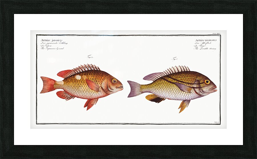 1. Double string Anthias bilineatus 2. Japanese Grunt Anthias japonicus Picture Frame print