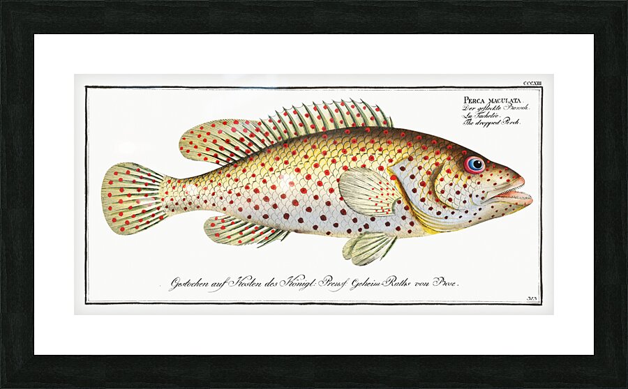 Dropped Perch Perca maculata Picture Frame print