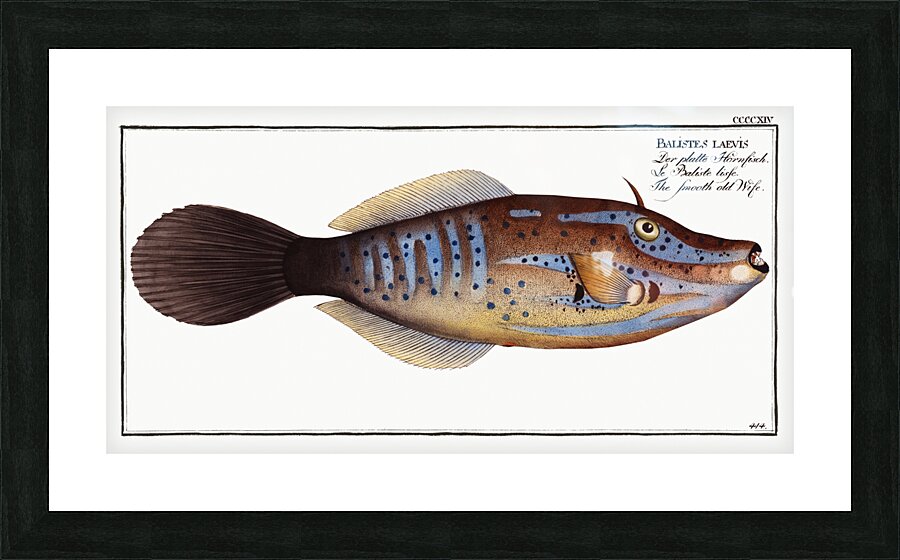 Smooth old Wife Balistes laevis Picture Frame print