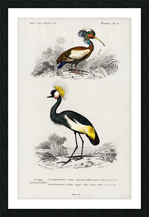 Different types of birds Picture Frame print