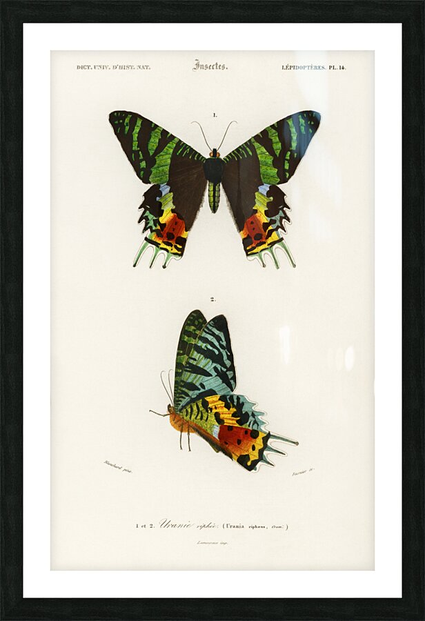 Madagascan Sunset Moth Urania Riphaeus Picture Frame print