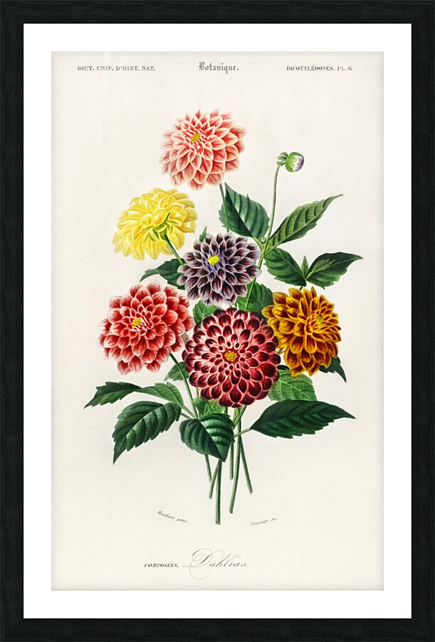 Dahlia Picture Frame print