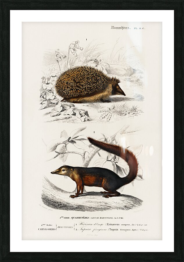 European Hedgehog Erinaceus Europaeus and Common Treeshrew Tupaia Glis Picture Frame print