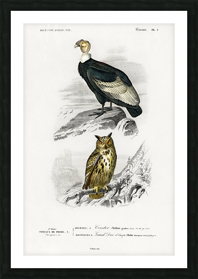 European Hedgehog Erinaceus Europaeus and Common Treeshrew Tupaia Glis Picture Frame print