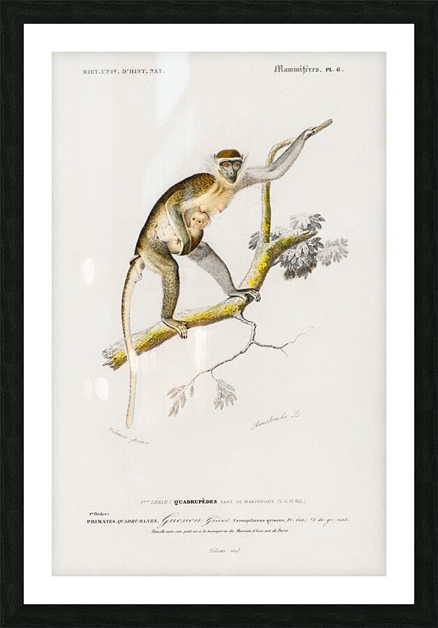 Cercopithecus griseus Guenon Grivet Picture Frame print
