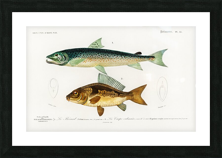Salmo Hamatus and Cyprinus Carpio Picture Frame print