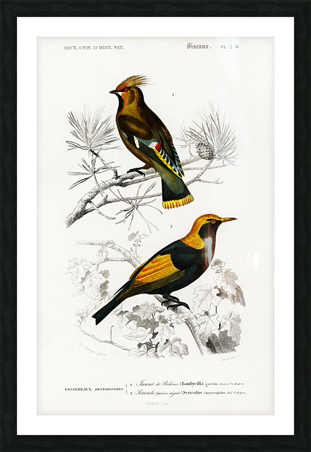 Different types of birds Picture Frame print