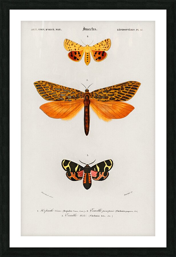 Different types of moths Picture Frame print
