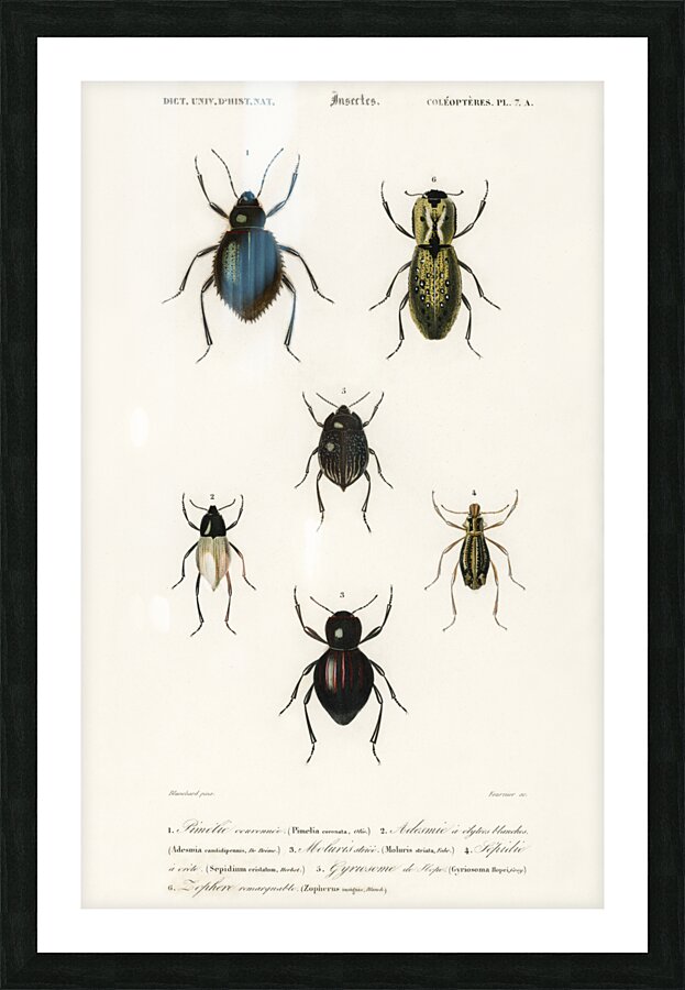 Different types of beetles Picture Frame print